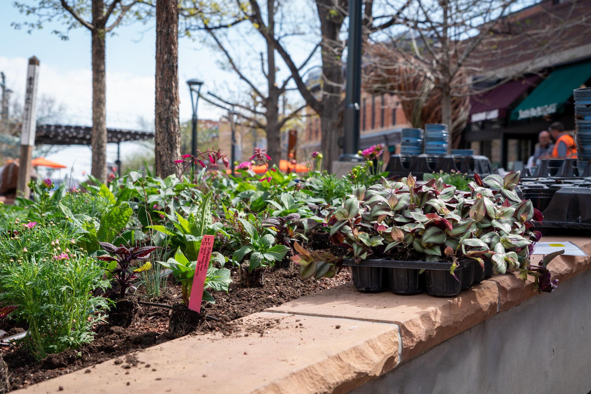 Flowerbeds in Downtown Fort Collins