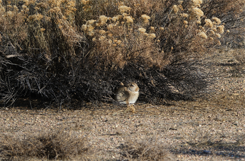 Rabbit nestled under rabbitbrush in Running Deer Natural Area.