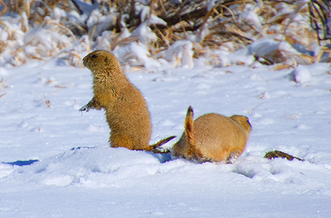Two prairie dogs looking around outside their burrow in the snow.