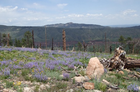 Field of flowers overlooking a mountain peak in the distance.