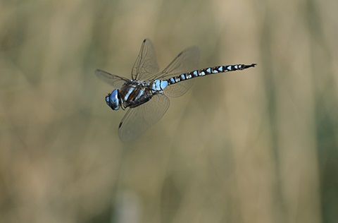 Macro of a blue eyed darner in mid-flight.