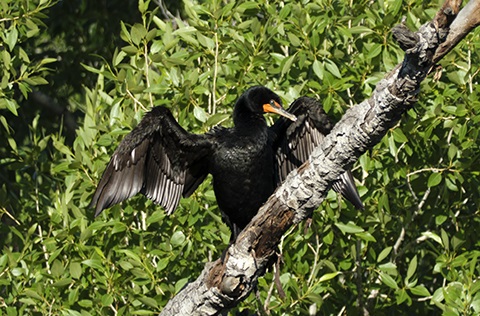Cormorant drying their wings while perched on branch.