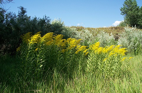 Tall goldenrods in bright yellow in Two Creeks Natural Area.