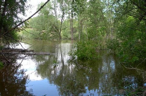 View into a pond under a thick canopy of trees at Springer Natural Area.
