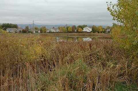 Field of cattails before a pond on a cool fall day.