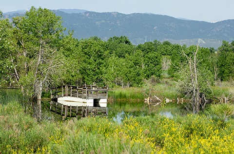 Dock on a peaceful lake surrounded by lush grass and green trees on a summer day.