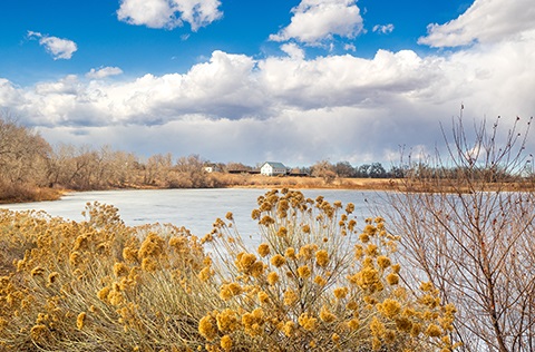 Dried rabbitbrush in front of a large and icy lake, with NIX farm in the background.