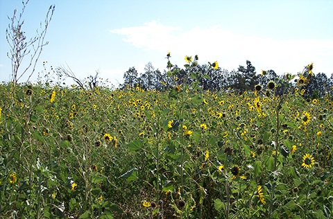 Field of wild sunflowers under a bright blue sky at Hazaleus Natural Area.