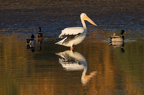 Pelican standing proudly in the water of a lake with ducks swimming in the background.