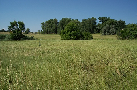 Wide open field with lush tall grass and trees in the background of Redtail Grove Natural Area.