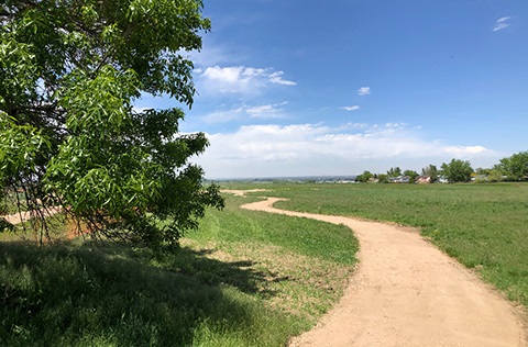 Wide open dirt trail winding around a lush green tree and through fields of grass.