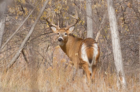 Deer in a wooded area, pausing to look over its shoulder at the camera.