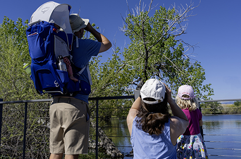 Family including two parents, a young child, and a baby in a hiking backpack birdwatching with binoculars on a pier. 