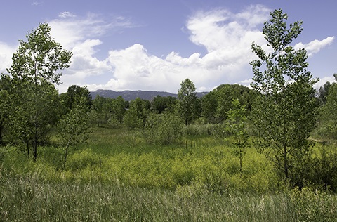 Large meadow full of tall grasses and green trees.
