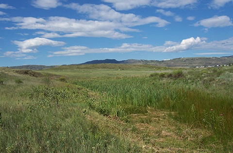 Lush green wetland area full of tall grasses under a blue sky.