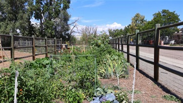 A fenced-in garden next to a street