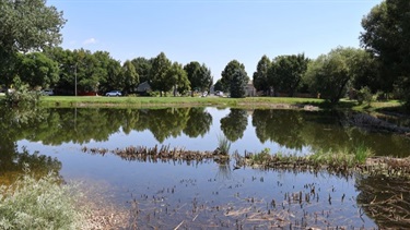 A pond surrounded by trees
