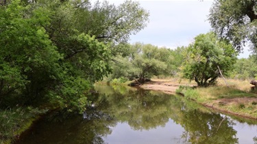 A river surrounded by trees