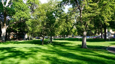 A green park filled with trees