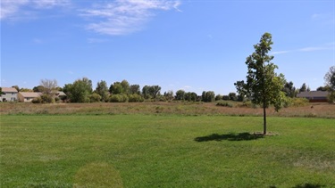 A large green space with a single tree