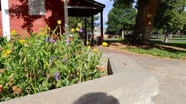 A flower bed with bright yellow and purple flowers
