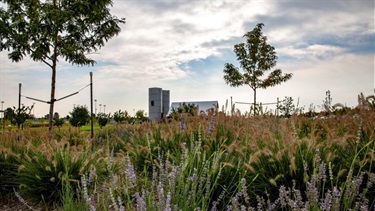 Native grass and trees in front of a park playground