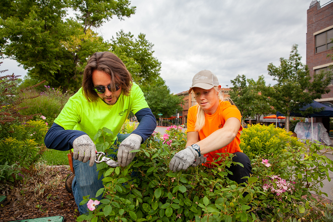 two people pruning shrubs