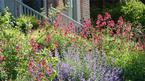 A xeriscape flower garden