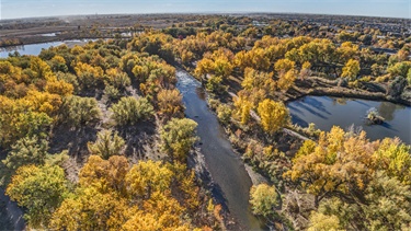 aerial of yellowed trees among rivers