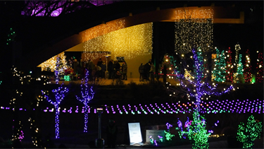 colorfully lit trees and other lit structures at night
