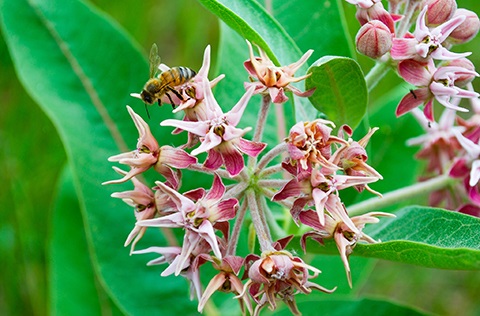 Macro of a bee landing on a milkweed bloom in Arapaho bend Natural Area
